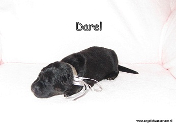 Darel, zwart-bruin teefje